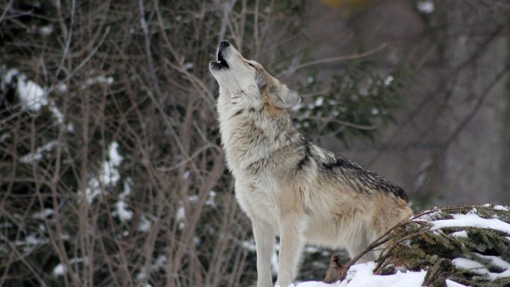 Jäger erschießt Wolf und wird freigesprochen